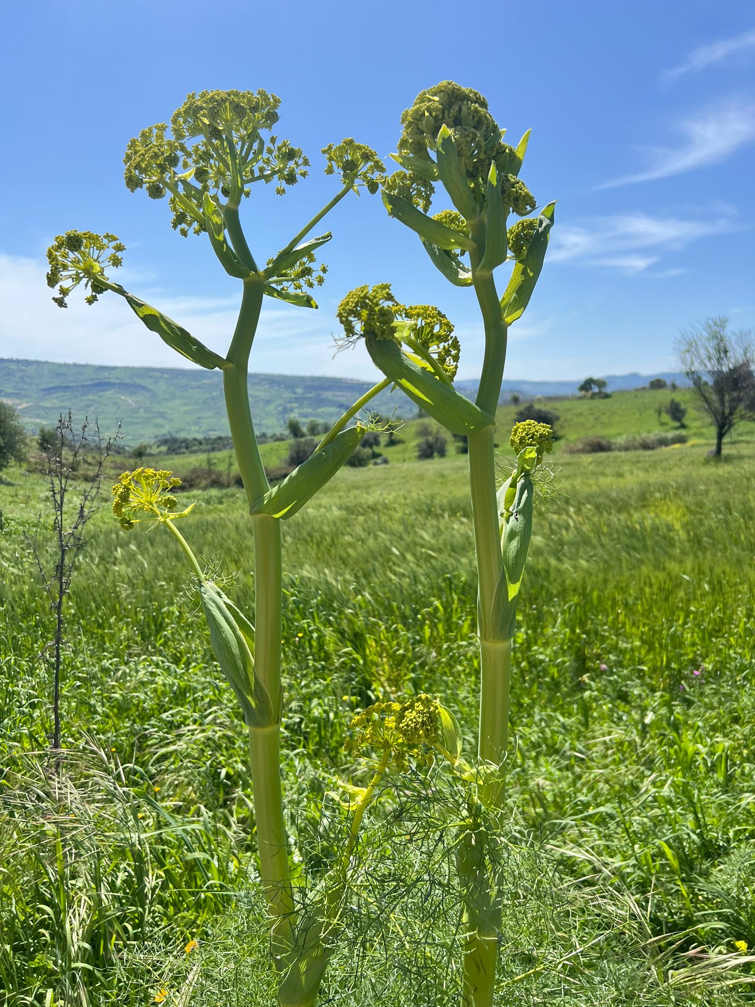 Zdjęcie WhatsApp 2024-03-27 o 19.31.10_d73e6aa1