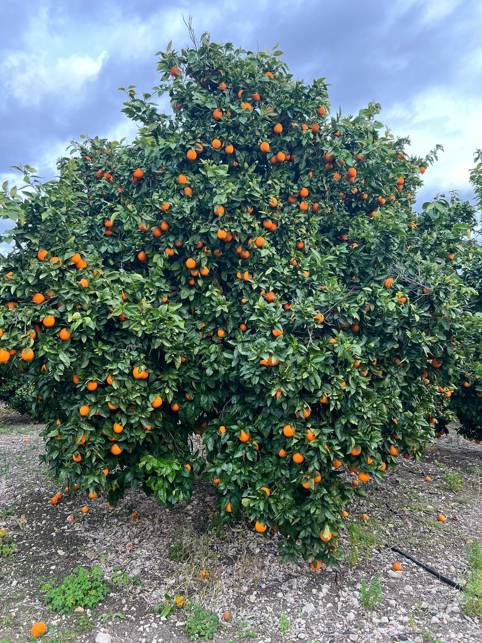 Zdjęcie WhatsApp 2024-03-27 o 19.39.56_3f64e4c9