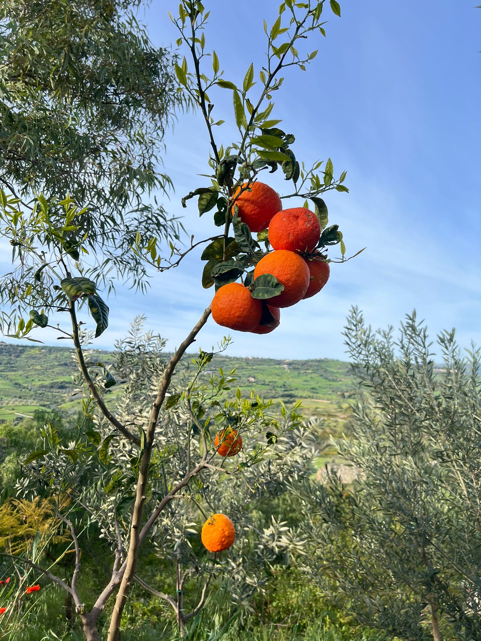 Zdjęcie WhatsApp 2024-03-27 o 19.39.57_43ba5fda